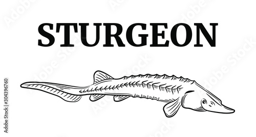 Set of the sturgeon, vector illustration sketch style