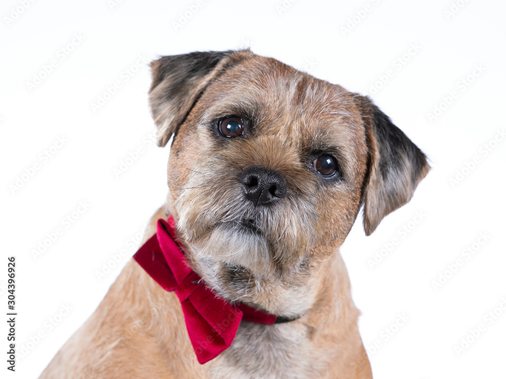 Border terrier dog portrait, the dog is wearing red tie with white background. Border terrier dog portrait, the dog is wearing red tie with white background.