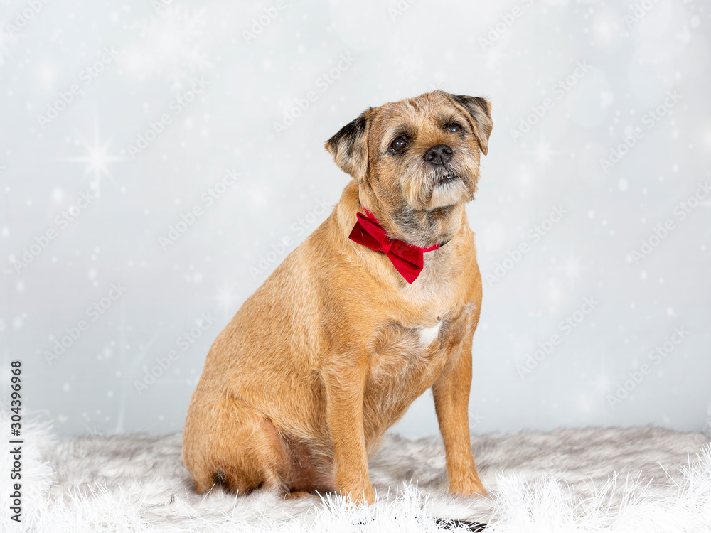 Christmas dog. Border terrier with red xmas tie and Christmas background.