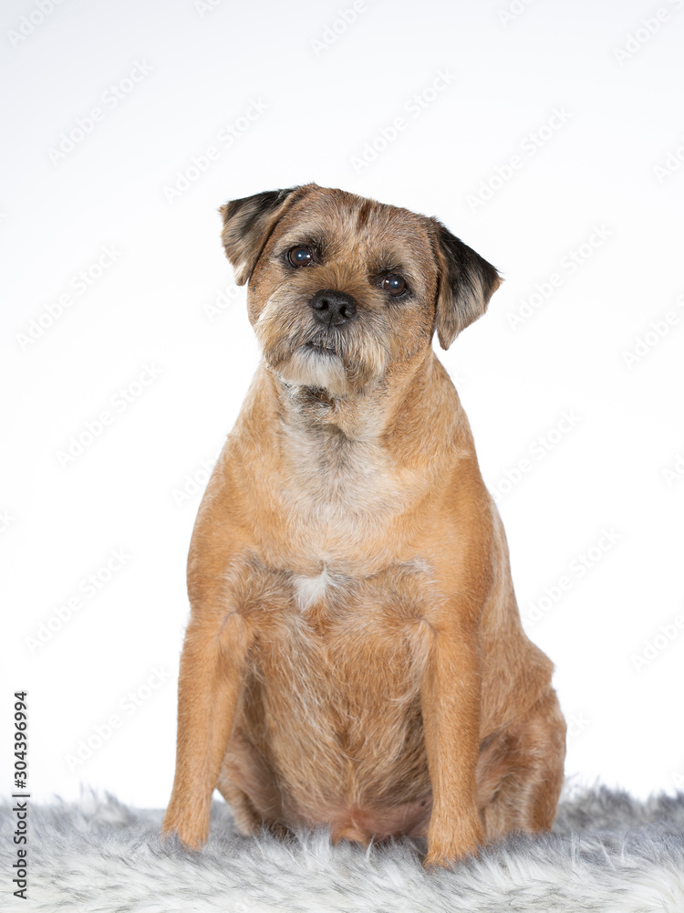 Border terrier dog portrait, the dog is wearing red tie with white background. 