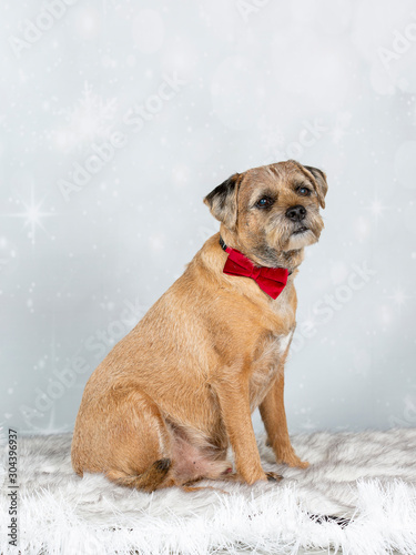 Christmas dog. Border terrier with red xmas tie and Christmas background.