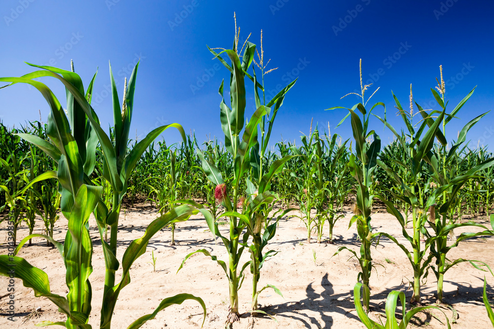 poorly grown sweet corn in the agricultural field
