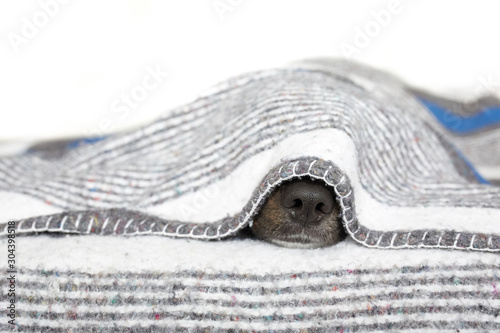 dog inside blanket cold winter at bed