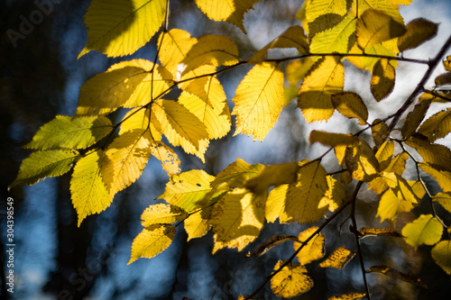 Selective focus on yellow autumn leaves through the sunlight