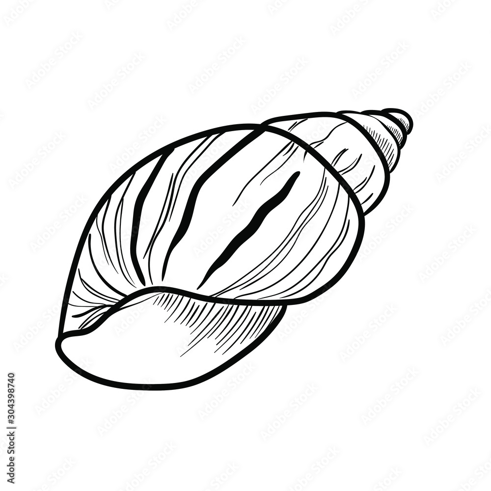 Seashell sketch style, hand drawn vector illustration isolated on white background