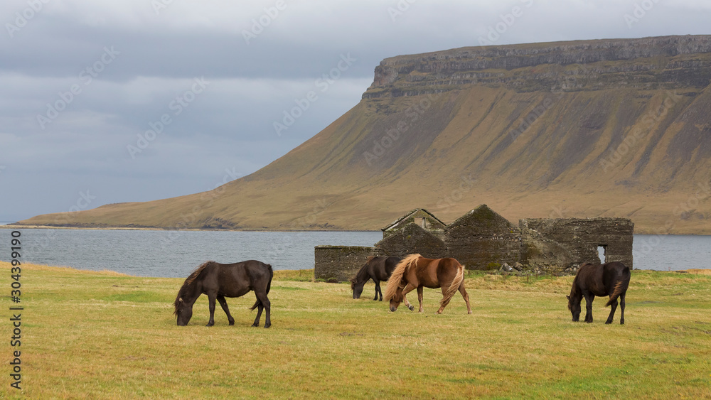 Icelandic horse in the field of scenic nature landscape of Iceland Icelandic horse in the field of scenic nature landscape of Iceland