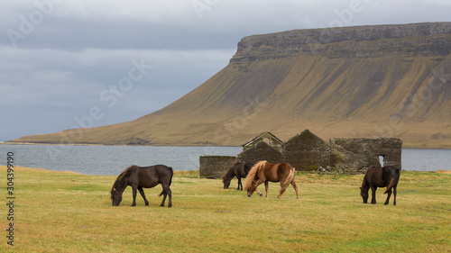 Icelandic horse in the field of scenic nature landscape of Iceland © Petia