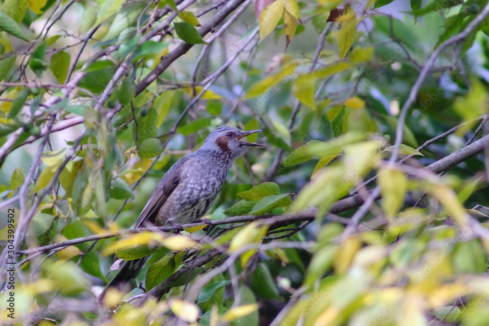 custom made wallpaper toronto digitalbulbul on a branch