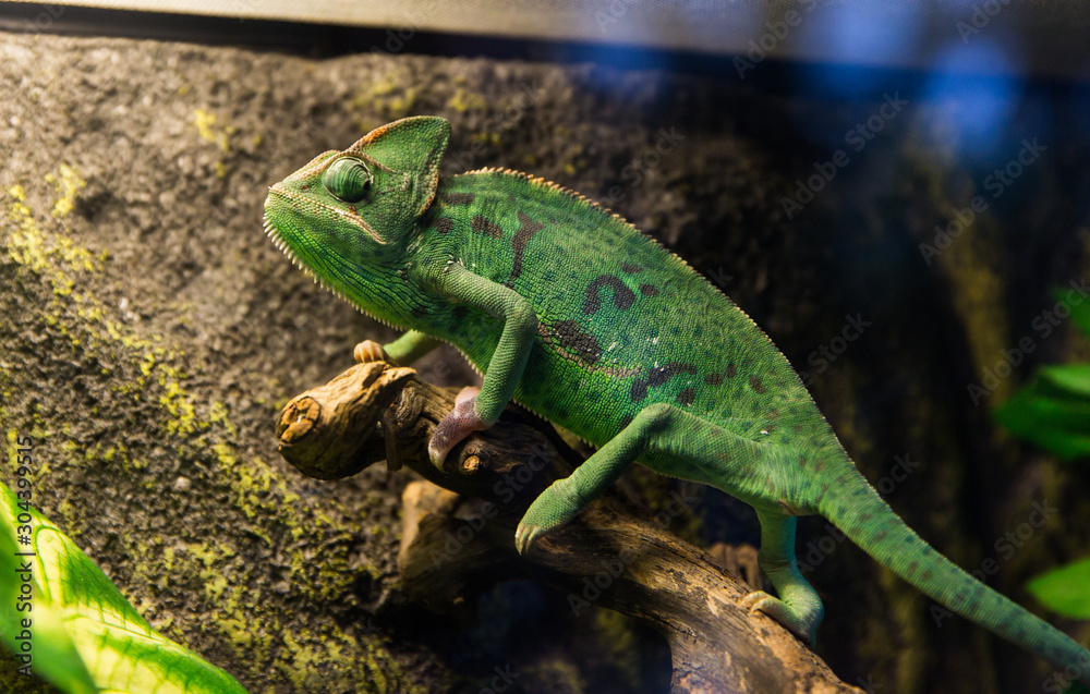 Beautiful green chameleon with gorgeous spotted scaly skin and rotating eyes on a branch looking at the camera. Beautiful green chameleon with gorgeous spotted scaly skin and rotating eyes on a branch looking at the camera.