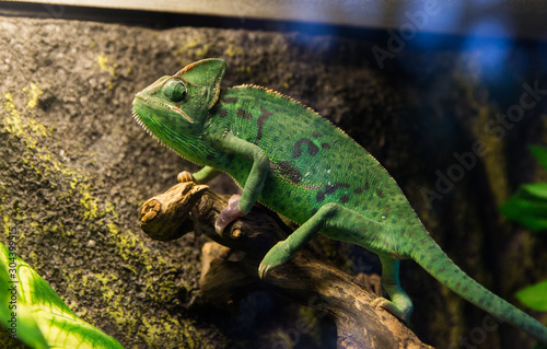 Beautiful green chameleon with gorgeous spotted scaly skin and rotating eyes on a branch looking at the camera.