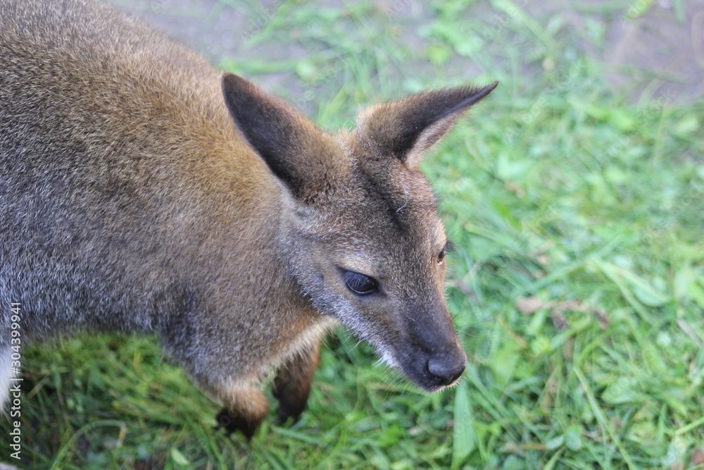 Bennett-Känguru (Wallaby)