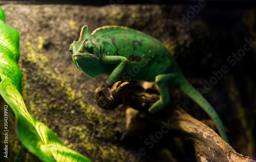 Beautiful green chameleon with gorgeous spotted scaly skin and rotating eyes on a branch looking at the camera.