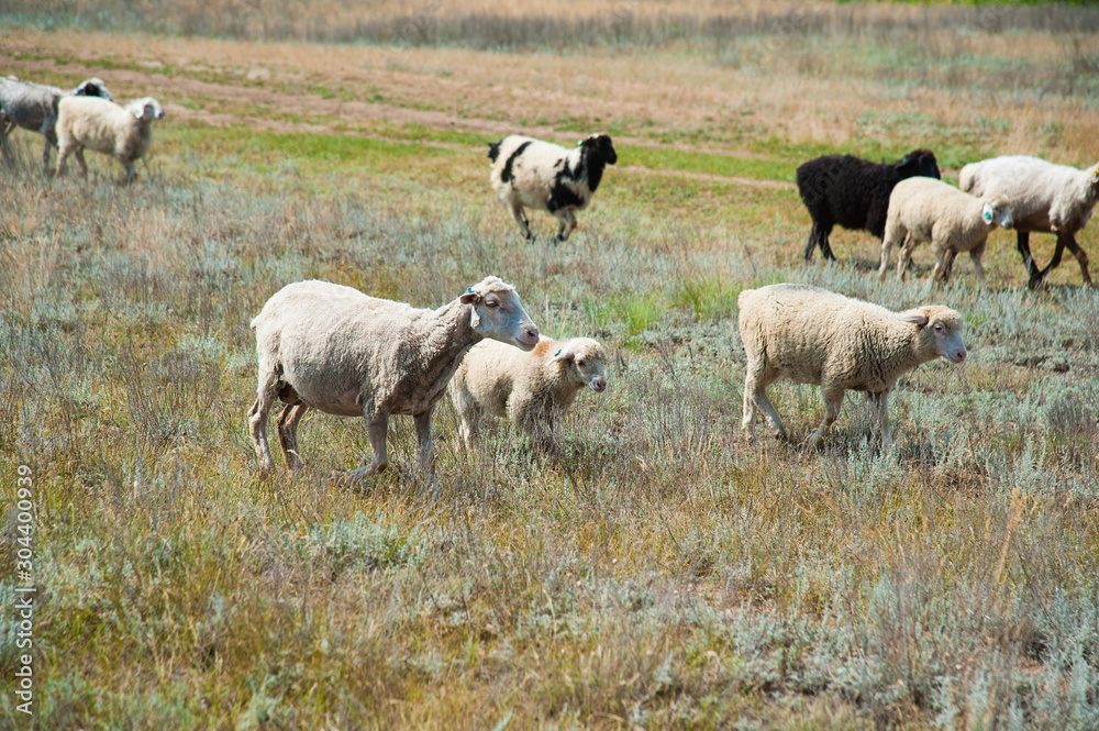 Flock of sheep on the meadow