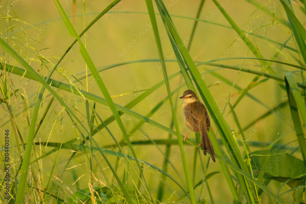 Asian warbler bird or Asian warbler (Acrocephalus scirpaceus) Asian warbler bird or Asian warbler (Acrocephalus scirpaceus)