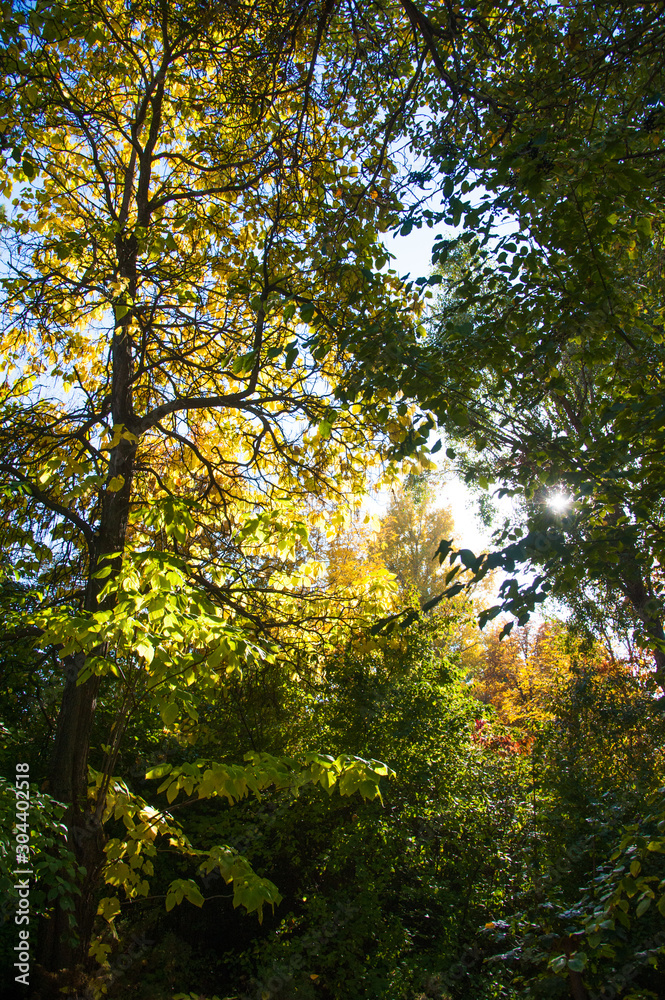 Obraz premium Sunny autumn day in the city park