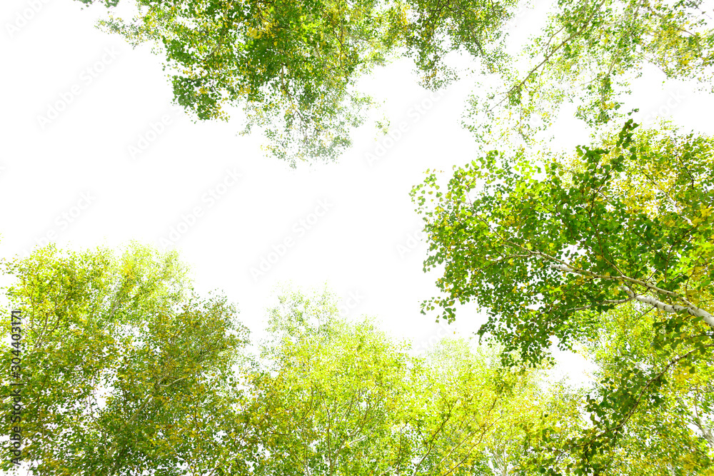Fototapeta premium Green crown trees view from below isolated white background. Green crown of trees against the sky. View of the sky through the trees from below