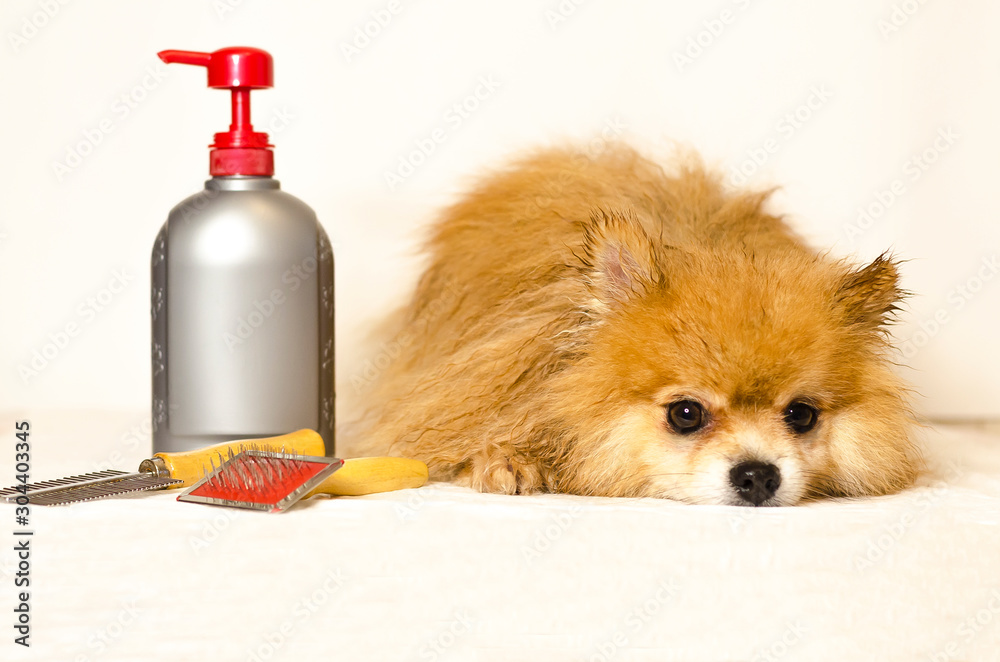 German Spitz grooming. shampoo and conditioner for long-haired dogs.  washing a pomeranian spitz. tick and flea remedy for pet. combs for long  thick dog hair. soft focus, copy space Photos | Adobe