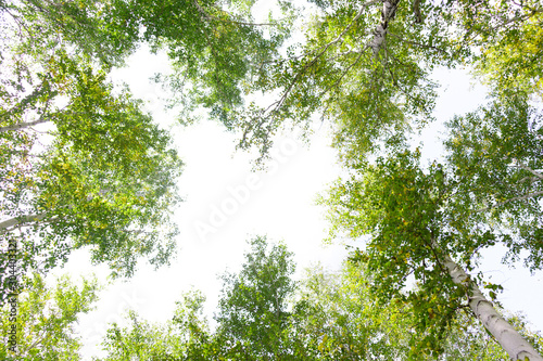 Green crown trees view from below isolated white background. Green crown of trees against the sky. View of the sky through the trees from below
