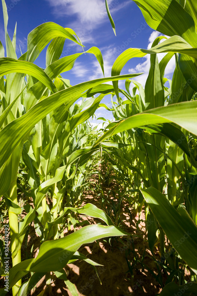rows of green corn in Sunny weather rows of green corn in Sunny weather