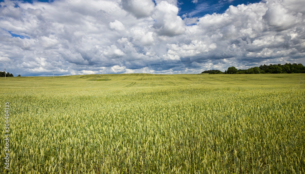 crop agricultural field crop agricultural field