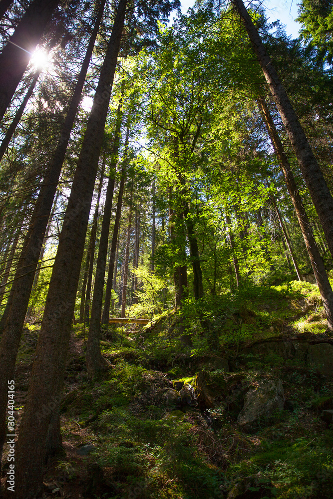 Fototapeta premium Wald_5313