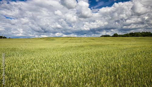 crop agricultural field