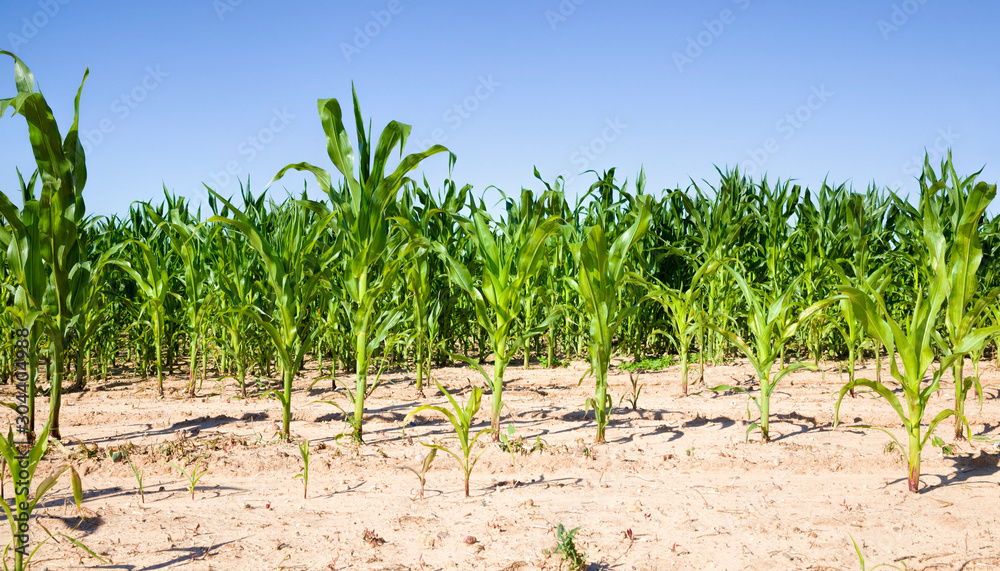green corn grown by technology