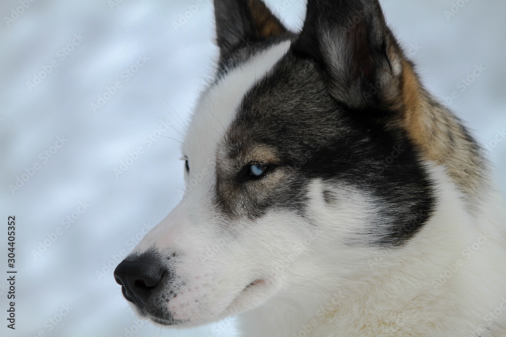 very beautiful portrait of a husky dog