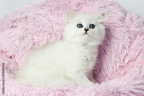 Fototapeta Naklejka Na Ścianę i Meble -  British shorthair and longhair yang cat. Silver chinchilla color. Kitten on pink and blue background.