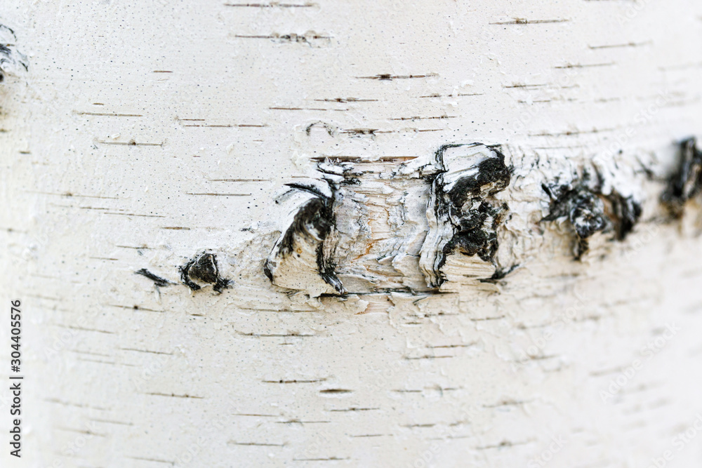 Obraz premium White and black tree bark closeup background texture. Birch bark