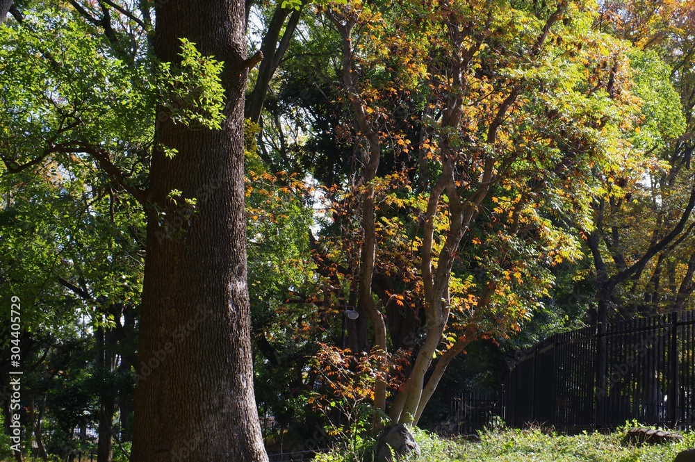Fototapeta premium 飛鳥山公園の風景