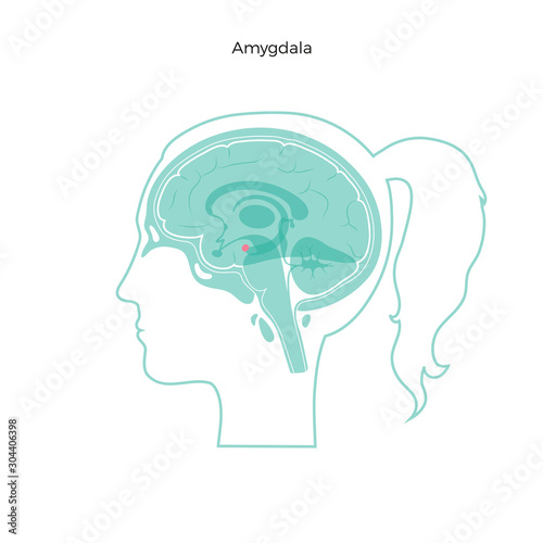Vector isolated illustration of Amygdala