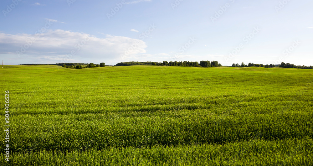 summer landscape with green cereals