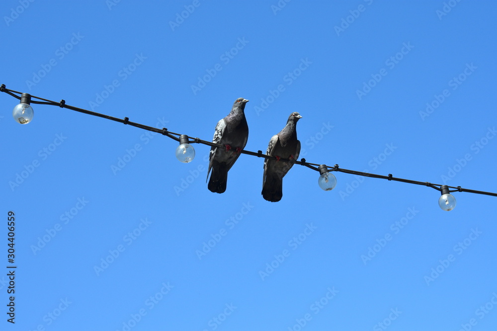 Couple of loving pigeons posing blue sky Couple of loving pigeons posing blue sky
