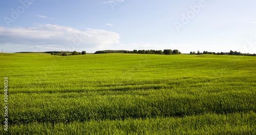 Photo summer landscape with green cereals