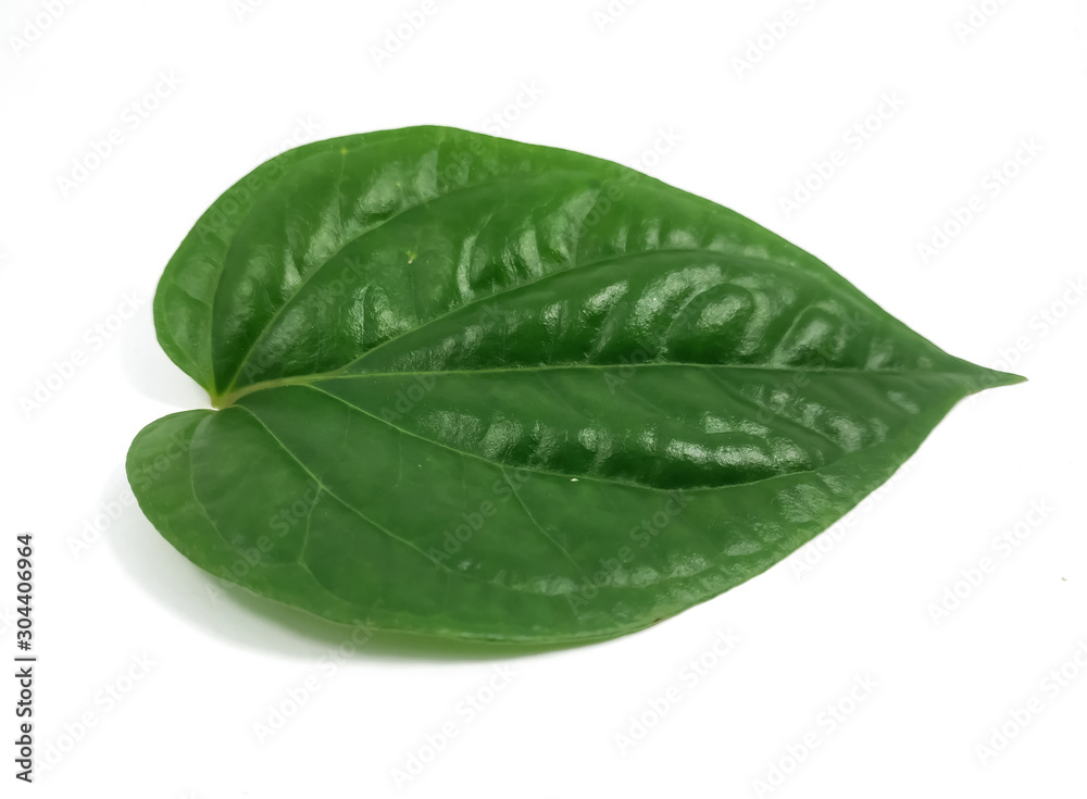 Obraz premium isolated fresh green betel leaf with a white background. Piper betle.