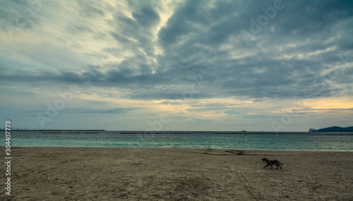 Dog walking on the beach under a cloudy sky at sunset © Gabriele Maltinti