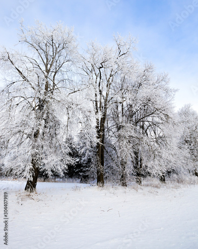 deciduous trees after snowfall