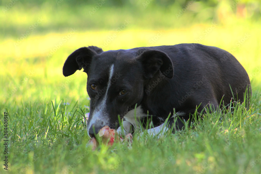 small black dog chewing a bone in the grass small black dog chewing a bone in the grass