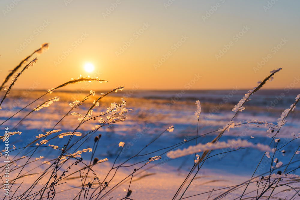 Fototapeta premium Winter landscape with dry frozen grass on the background of snow covered plain, blue sky and orange sun at sunset. Beautiful natural scenery. Selective focus
