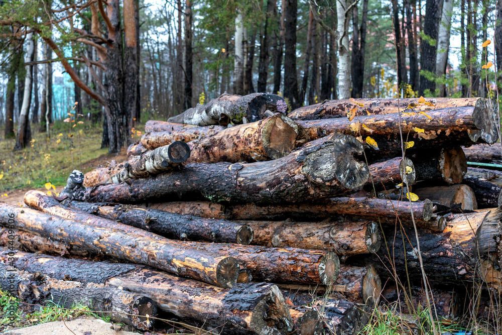 environmental issues - sawn trees in the forest environmental issues - sawn trees in the forest