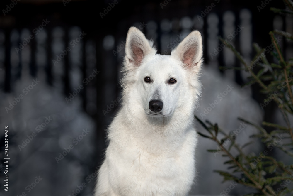 adorable white swiss shepherd dog portrait outdoors
