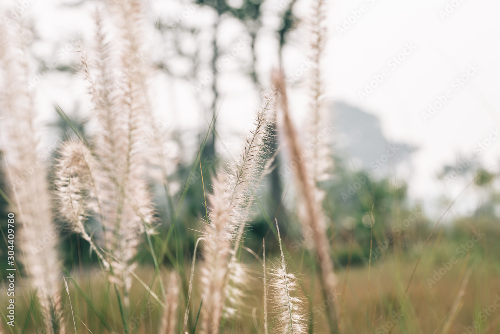 Fototapeta premium Tall lalang grass flower field, background blur. Selective focus.