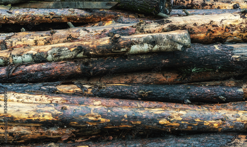 environmental issues - background of sawn trees in the forest environmental issues - background of sawn trees in the forest