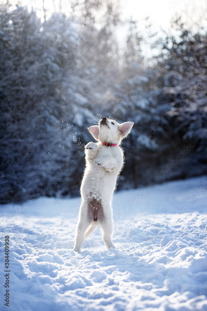 golden retriever puppy jumping outdoors in winter