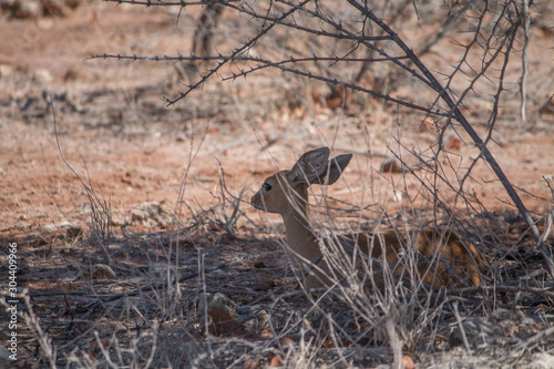 Steenbok in the Etosha national park, Namibia, Africa