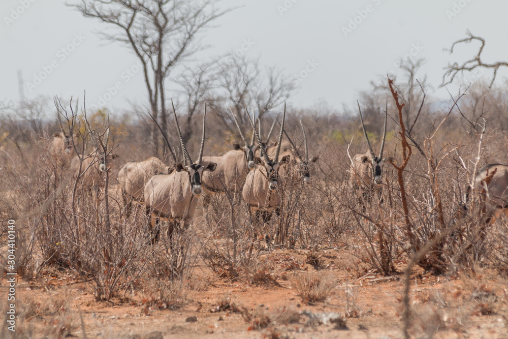 Oryx in the shrubland, Etosha national park, Namibia, Africa Oryx in the shrubland, Etosha national park, Namibia, Africa