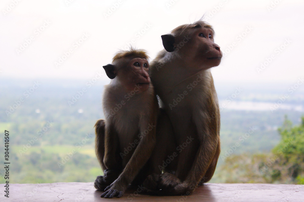pare of monkeys 