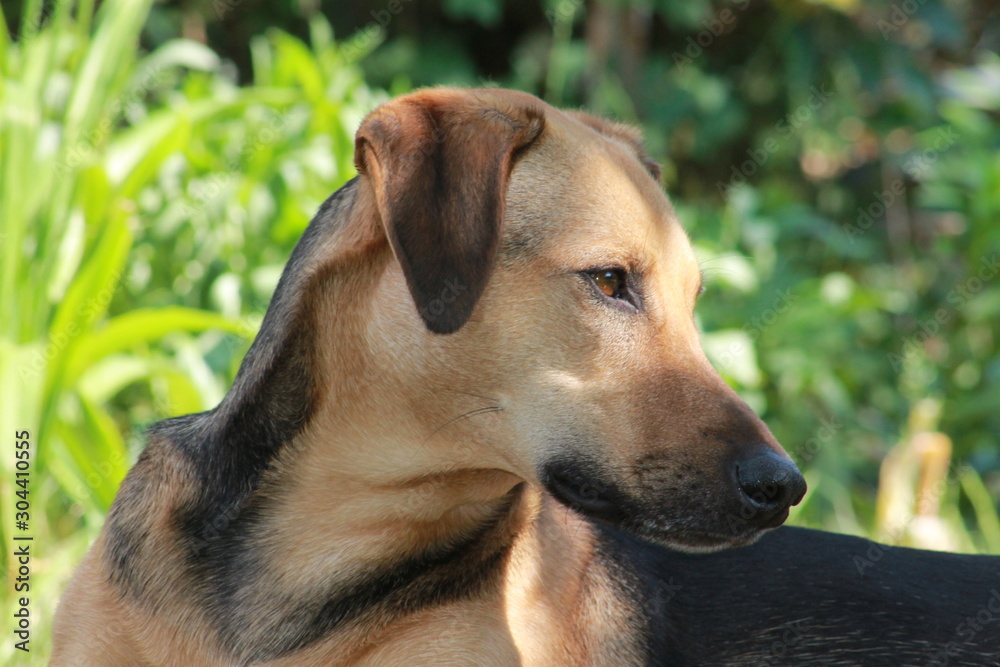 dog close up brown and black dog dog close up brown and black dog