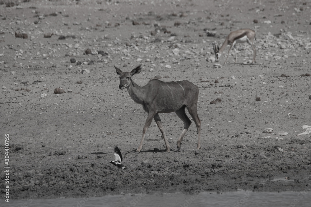 Greater Kudu at the waterhole, Etosha national park, Namibia, Africa